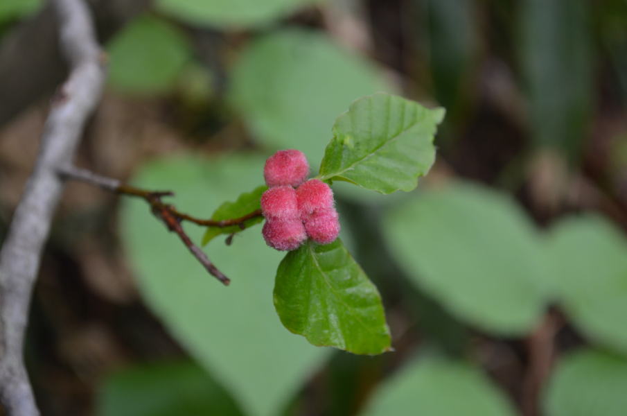 ブナハアカゲタマフシの虫こぶ