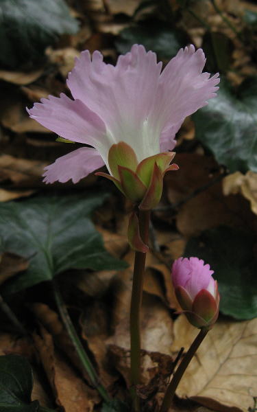 ステンドグラス小口研治のスタイル　気まぐれ日記　山の花