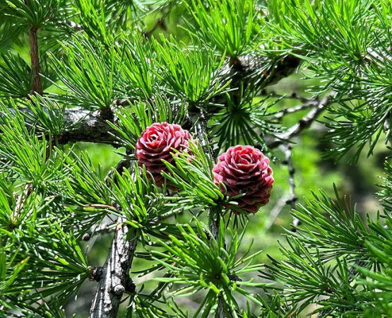 唐松の赤い雌花