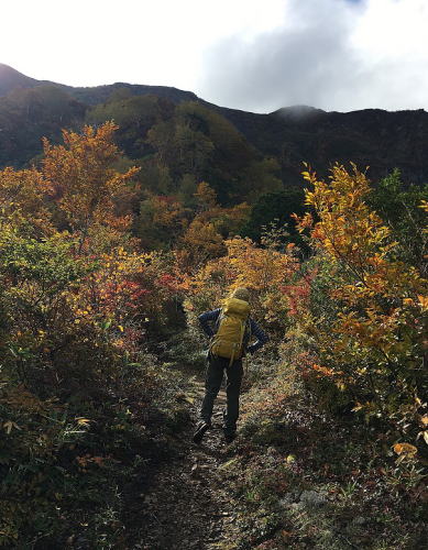 低木の紅葉