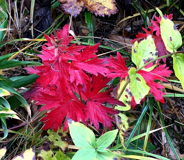 フウロソウの紅葉