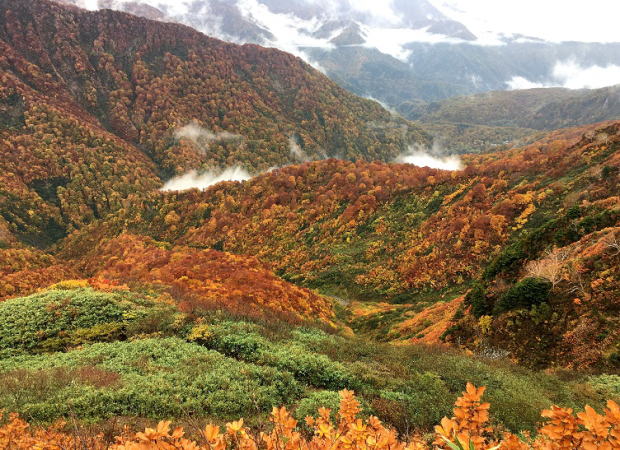 紅葉