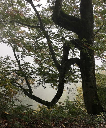 橅の枝の変形