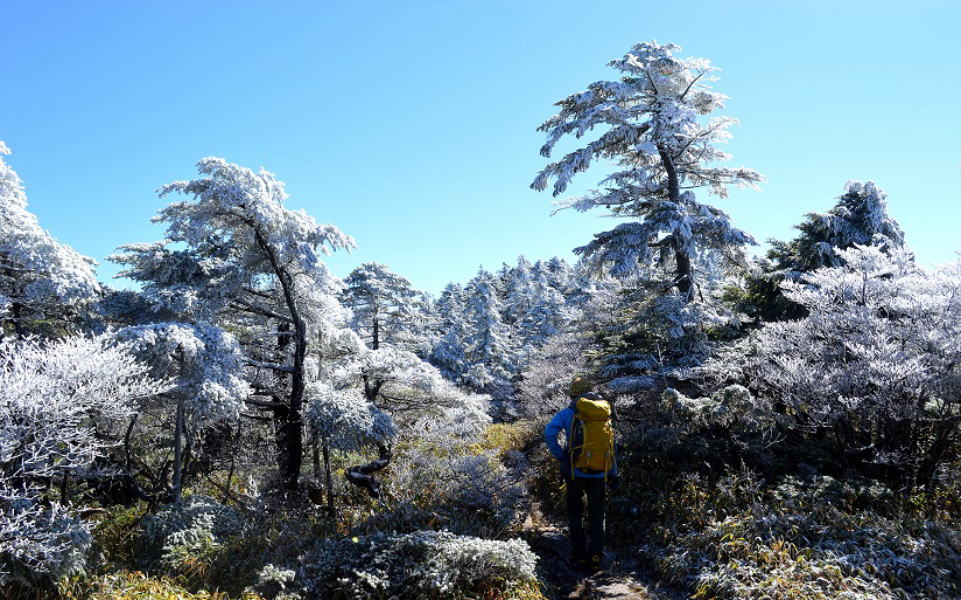 山頂付近の霧氷