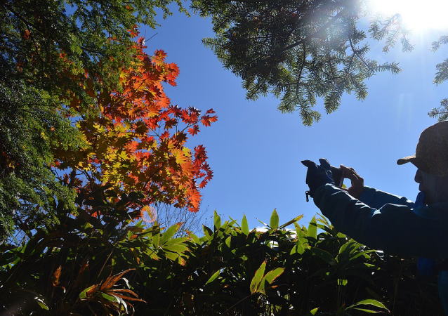 カエデの紅葉