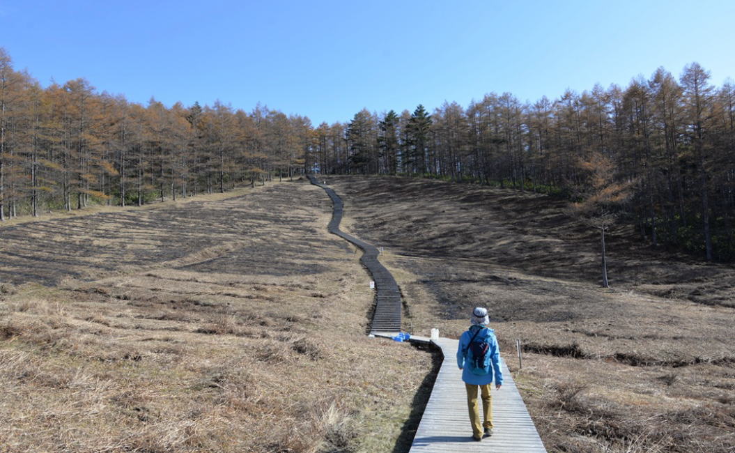 スズラン群生地