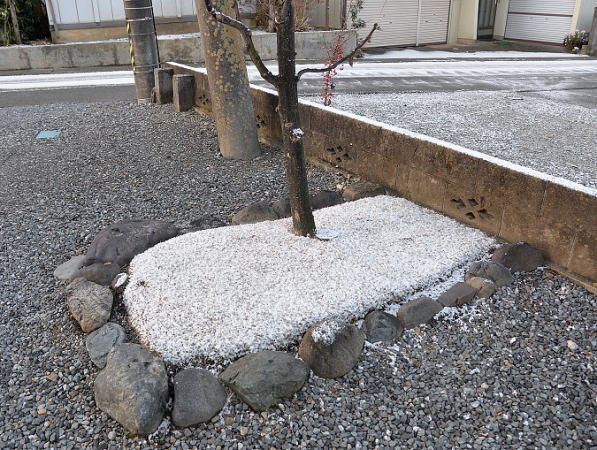 休眠期の芝生