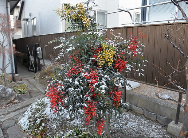 軌跡の紅白南天