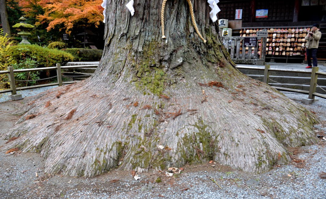 浅間神社千年杉