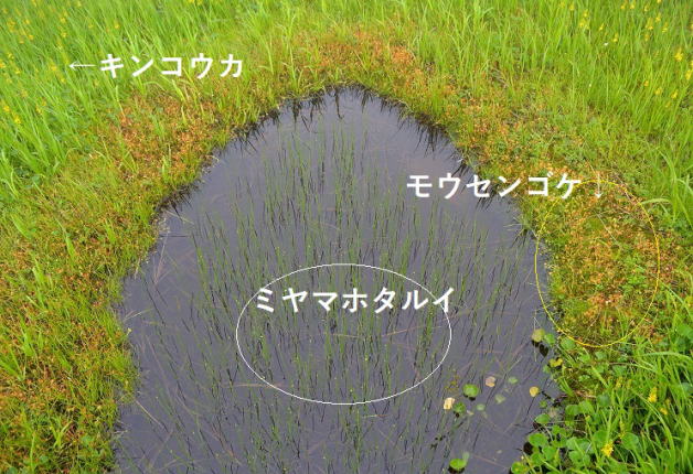 池塘に咲く