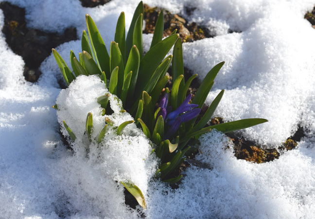 なごり雪