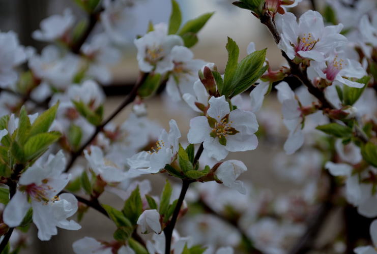 桜に似た花