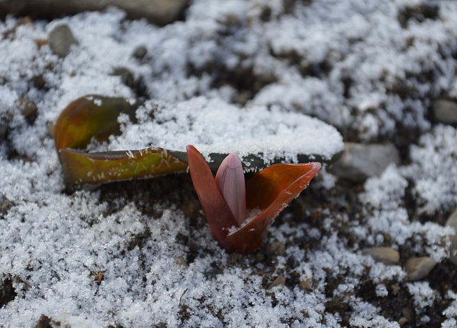 なごり雪と花芽