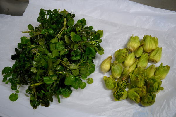 野菜になる