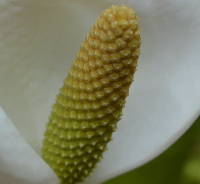 水芭蕉の花