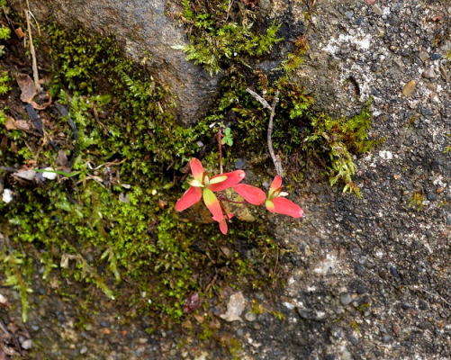 草紅葉