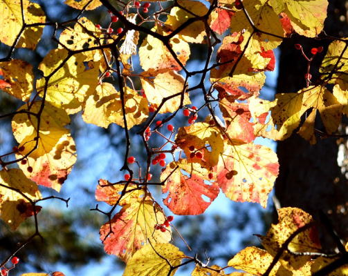 紅葉と青空