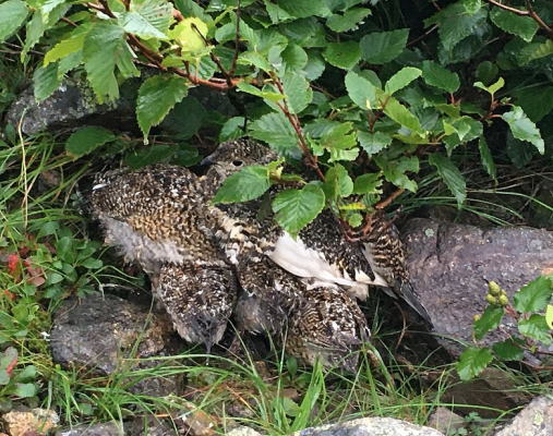 雷鳥親子