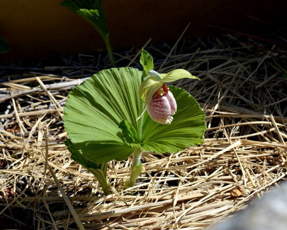 4月20日開花
