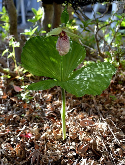 アツモリソウの花