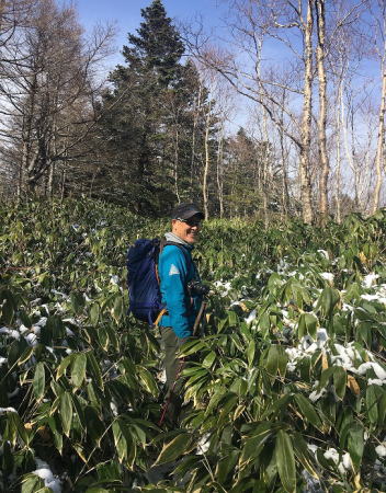 笹に覆われた登山道
