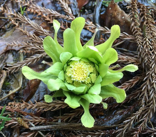 フキノトウ開花