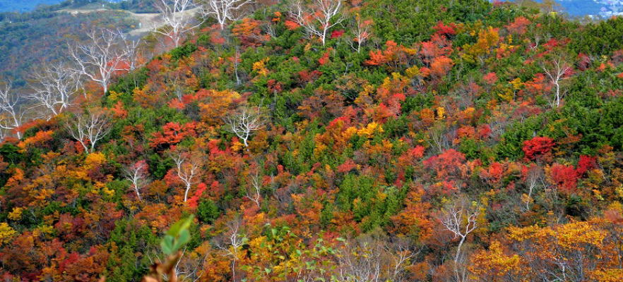 遠見尾根の紅葉