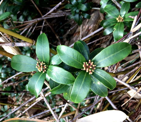 キシミの冬芽