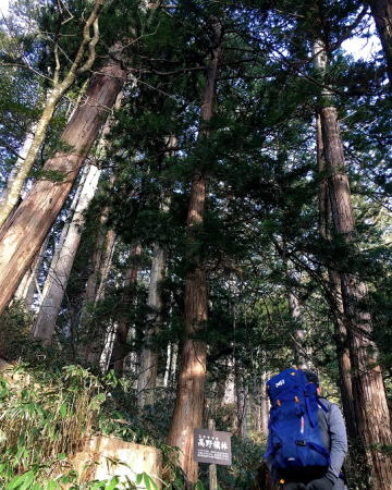 コウヤマキ自生林