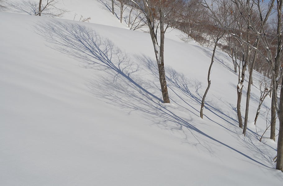 樹木の陰