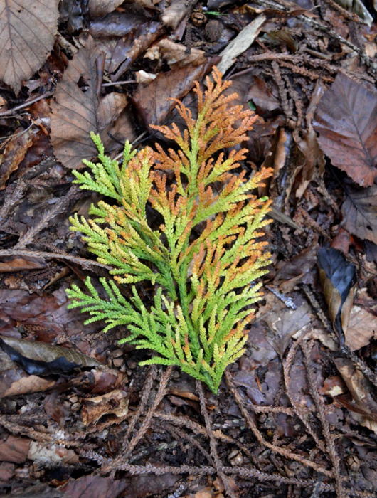 アスナロの紅葉