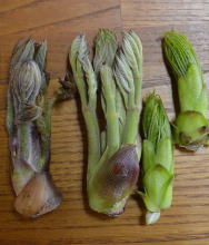 山の恵み山菜