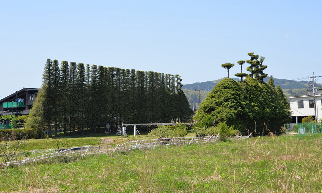 剪定アート