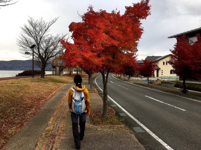 カエデの紅葉