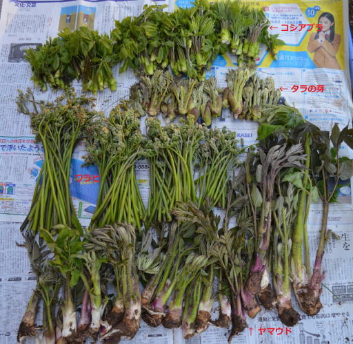 山菜の収穫