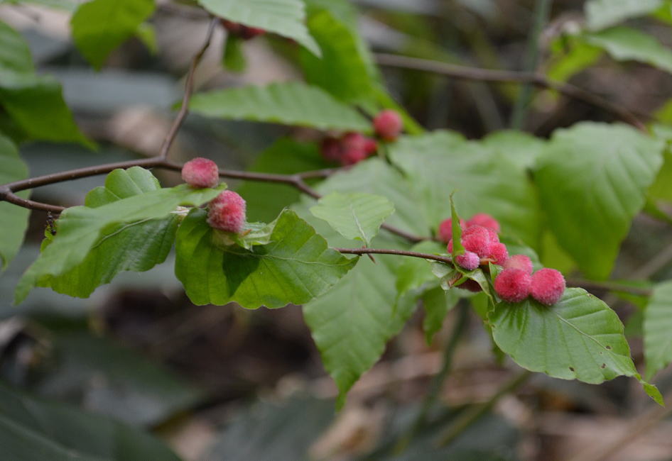 ブナの葉に寄生するタマバエの虫こぶ