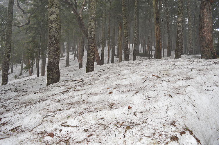 尾根ルートの残雪