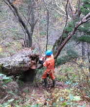 徳本峠登山道整備