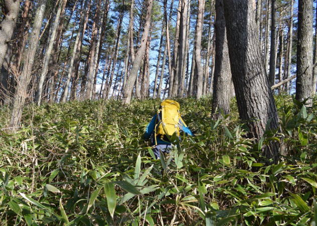 笹の藪漕ぎ