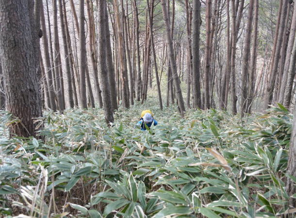 山頂へ笹の藪漕ぎ