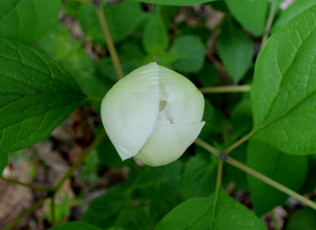 ヤマシャクヤク開花前