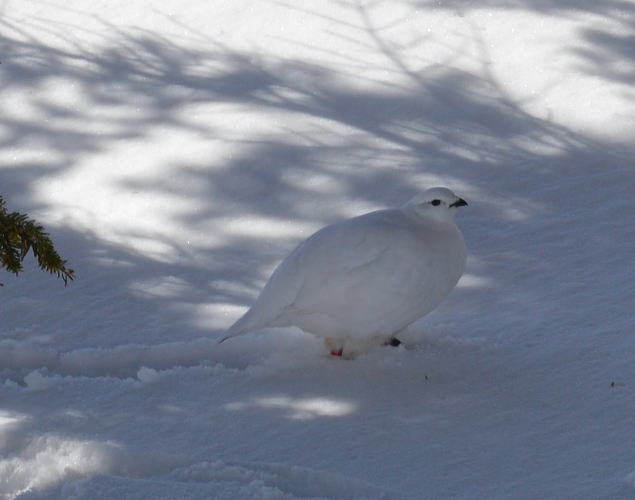 雷鳥の足環