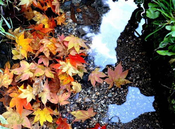 水中の紅葉