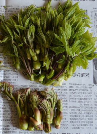 山菜