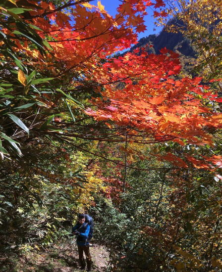 仙人新道の紅葉