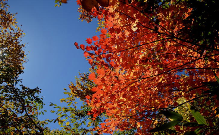 青空と紅葉