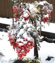 南天冠雪
