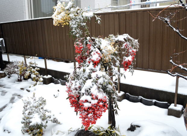 南天冠雪