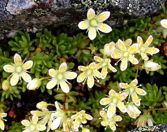花びらの斑点